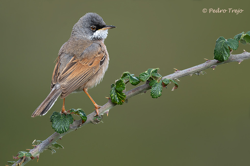 Curruca tomillera (Sylvia conspicillata)